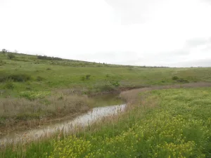 Каралар