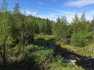 Хейпойоки