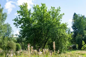 Остатки парка (Кирьясало)