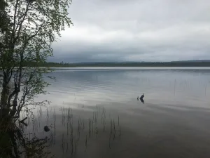 Куйваярви
