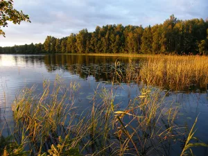 Лошамьё