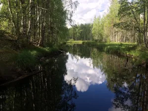 Кивач