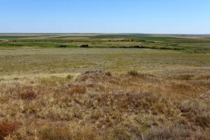 Курала