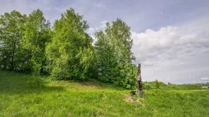 Парк (Савелово)