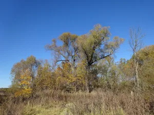 Парк (Авдотьино)