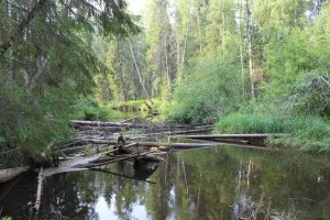Фёдоровка
