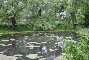 Лесопарк Кусково
