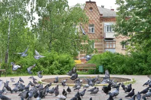 Жилой дом (Кокошкино)