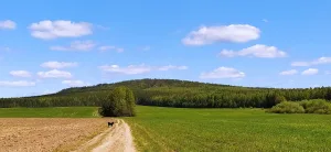 Сосновая гора