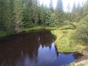 Пухта
