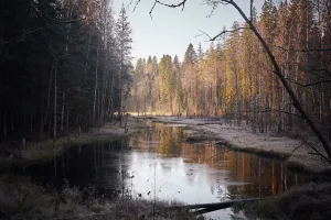 Кивиоя