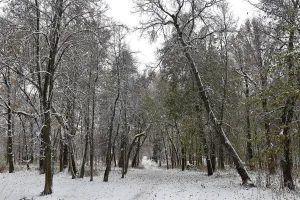 Парк (Смоленское)