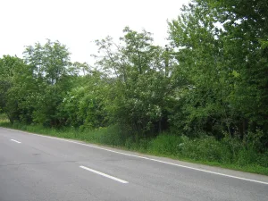 Парк (Кронштадт)