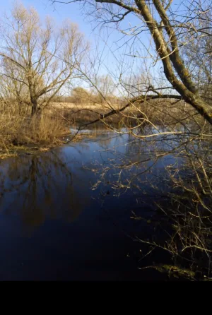 Хворостань