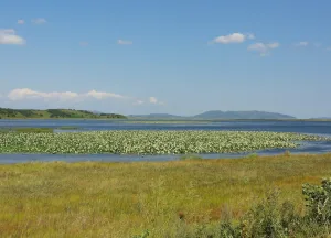 Лотос