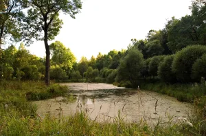 Сад с прудом (Нижний парк) (Красное Cело)