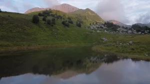 Псенодах
