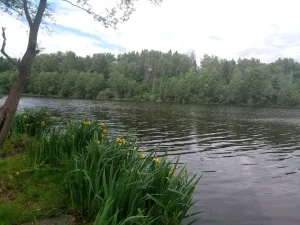 Лашутка