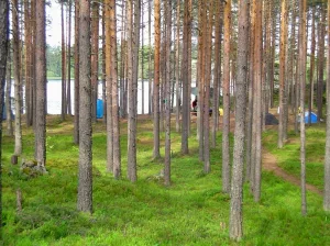 Паяринсаари