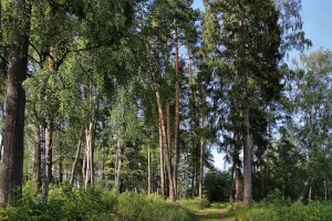 Парк (Бережки)