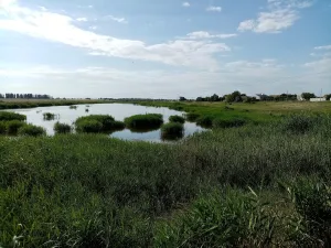 Самарчик