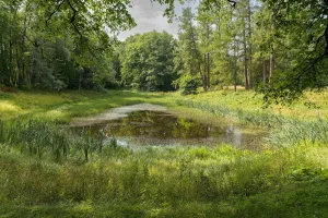 Пруд (без воды) (Ломоносов)