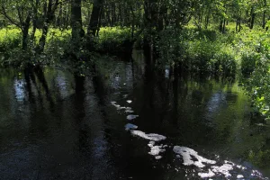 Липша