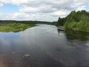 Гумарина