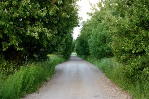 Парк (Кобрино)