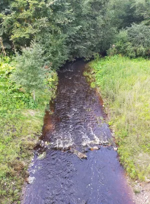 Кобылка