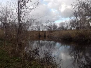 Плоскуша