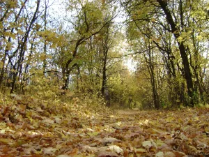Парк
