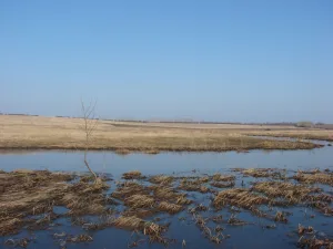 Берёзовка