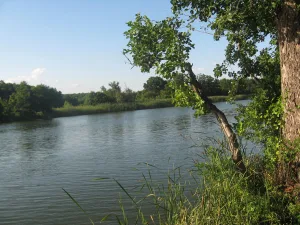 Курлак