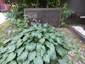 Могила Попова В.А. (1889-1968), актёра (Хамовники)