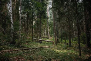Лиственничная роща (Сортавальское г.п.)