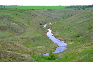Чичора