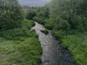 Синетулица