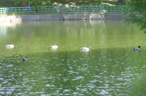 Верхний Коломенский пруд