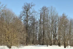 Парк (Ильинское)