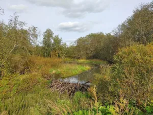 Городонька