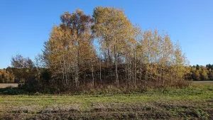 Курган (Кислино)