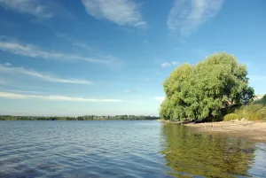 Боровно