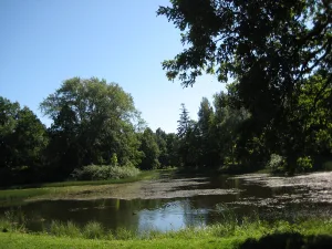 Карпиев пруд (Ломоносов)