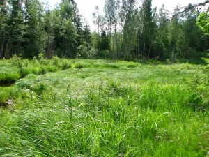 Онза