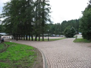 Односторонняя аллея лиственниц (Сортавальское г.п.)