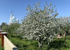 Аптекарский сад (верхний) с огородами (Сортавальское г.п.)