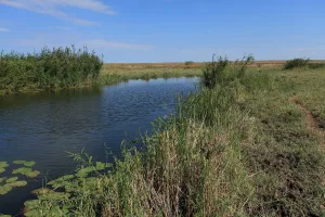 Буртя