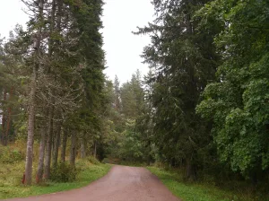 Пихтовая аллея по дороге к кладбищу (Сортавальское г.п.)