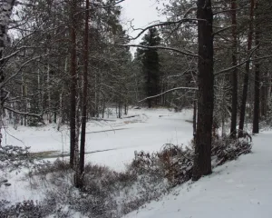 Ампута